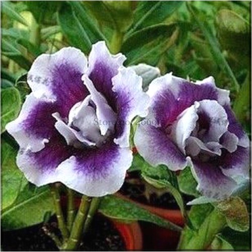 Rare Heirloom Purple White Double Desert Rose Adenium Seeds, Professional Pack, 2 Seeds, bonsai plant E3547
