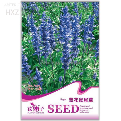 Beautiful Blue Flower Sage Seeds, Original Package, 30 seeds, strong aroma ornamental flowers light up your garden  A159