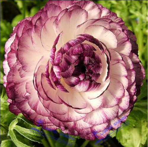 1 Professional Pack, Aprrox 20 seeds / pack, Beautiful Flowering Blubs'Ranunculus-Persian Buttercup' New Flower Bulb # LT616