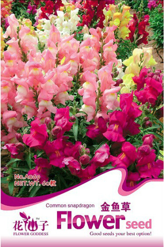 1 Original Pack, approx 60 Seeds / Pack, Mixed MOROCCAN TOADFLAX SNAPDRAGON Linaria Maroccana Flower Seeds #A069