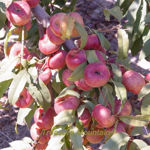 1 Professional Pack, 2 seeds / pack, Red Flat Peach Peento Saucer Peach Plant Seeds #NF173