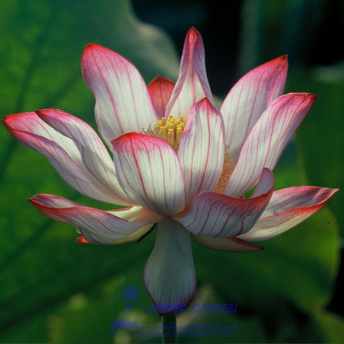 1 Professional Pack, 1 seeds / pack, White Lotus Flowers w/ Red End Nelumbo Nucifera Pond Plant Flowering Seeds #A00148