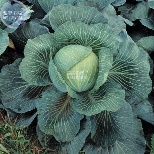BELLFARM Kilaton F1 Cabbage Seeds, 150 seeds, professional pack, edible green big vegetables BD130H
