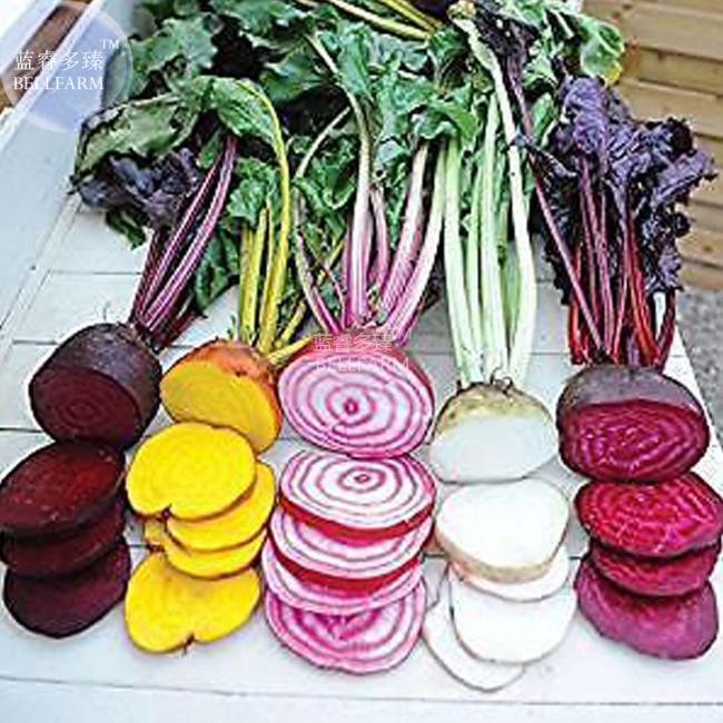 BELLFARM Beetroot Mixed Blood Yellow White Color Vegetable Seeds, 50 seeds, heirloom home garden vegetables