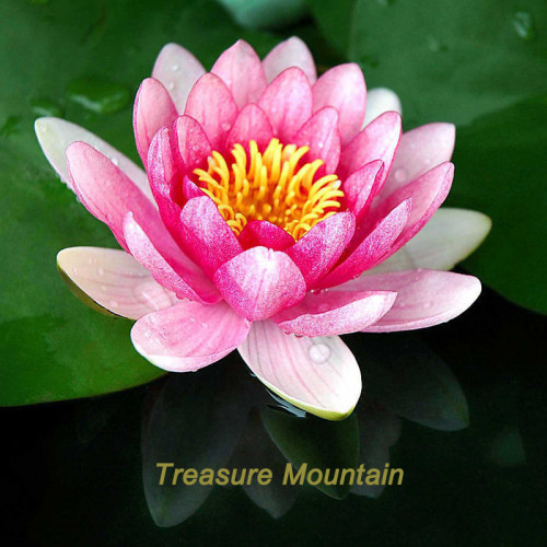 1 Professional Pack, 1 seeds / pack, Lewis Pink Nelumbo Nucifera Lotus Flower Pond Plant #NF327