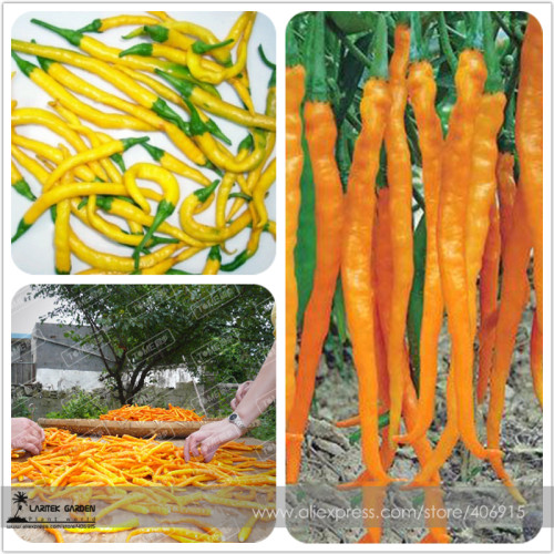 Hybrid Yellow & Orange Long Chili Pepper Seeds 200+ Very Hot
