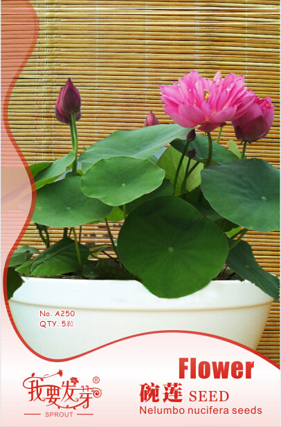 1 Original Pack, 5 Seeds / Pack, Bonsai Double Red Lotus Seeds, Perennial Nelumbo Nucifera #NF528