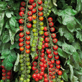 BELLFARM Tomato 'Rapunzel' Green Red Bonsai Cherry Tomato, 100pcs 'Seeds' Heirloom High Yield for Home Garden Fruits