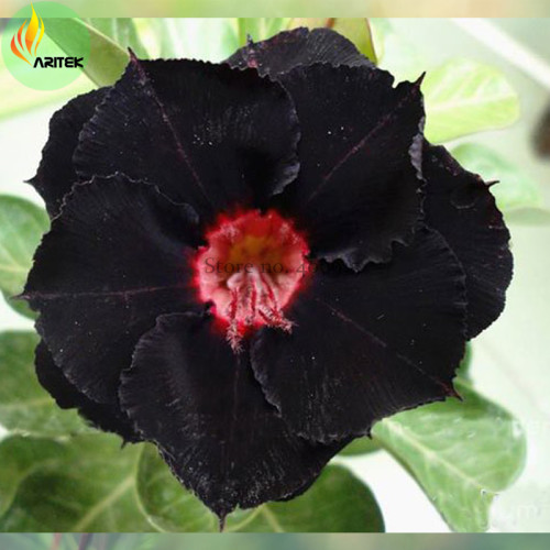 Rare 'Black Eyes' Double Adenium Desert Rose Seeds, 2 Seeds, 2-layer black petals with red eye E3520