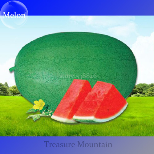 High Yield Super Green Oval Shape Red Watermelon Seeds, 10 Seeds, Simple pack, 11% Sugar Contained TS198T
