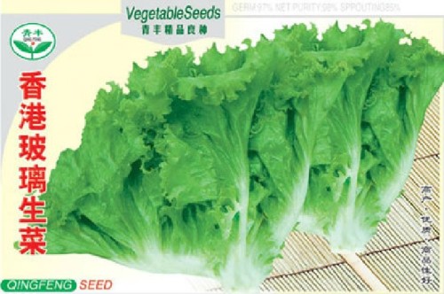 Hongkong Ice Berg Lettuce Seeds, Original Pack, 5g Seeds, Non-gmo Green Romaine Lettuce, Green Salad Vegetables #BN00009
