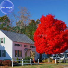 BELLFARM Autumn Blaze Red Maple Tree, 20 Seeds,  clearly superior tree seeds E3987