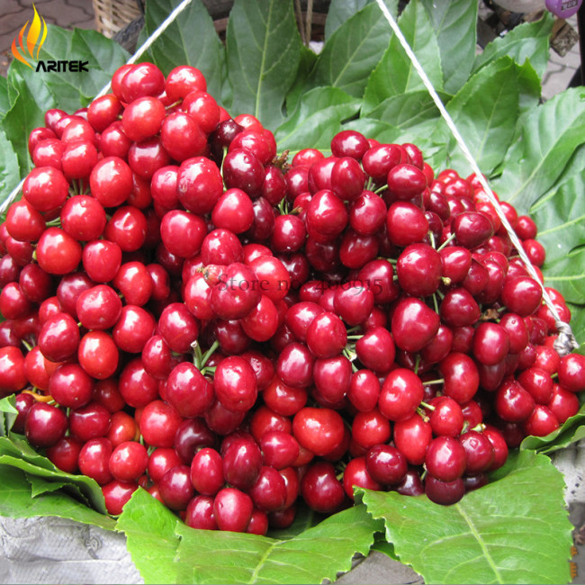 Heirloom Red Middle Sweet Cherry Fruits, 6 Seeds, juicy tasty organic seeds E3537