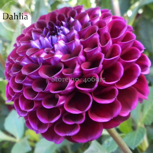 Rare Beautiful Alveolate Purple Dahlia Flower,  50 Seeds, attractive butterfly light up your garden E3654