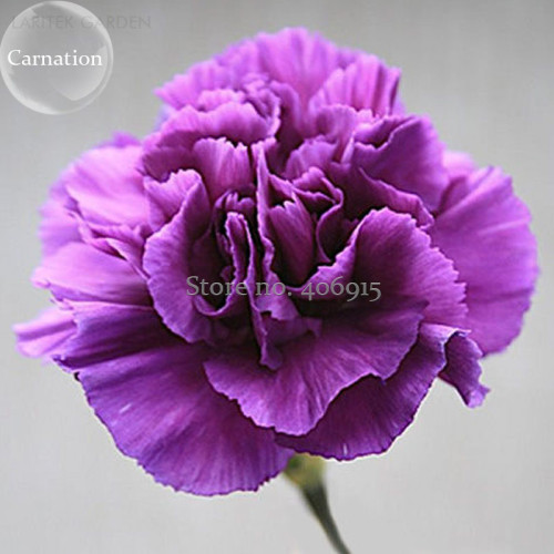 Rare Heirloom 'Zi Zun' Purple Carnation Annual Flowers, 50 Seeds, light fragrant mother flowers E3700