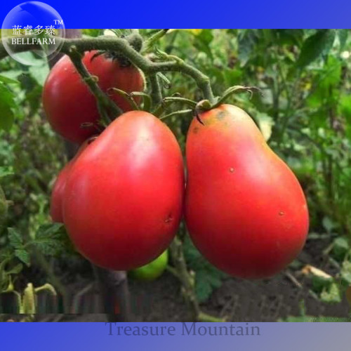 Heirloom Ukraine Red Peal Tomato Seeds, professional pack, 100 Seeds TS290T
