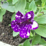 BELLFARM Garden Bonsai Petunia 'Night Sky Blue' Flowers, 200pcs 'seeds' white speckles against the deep blue petals single petal