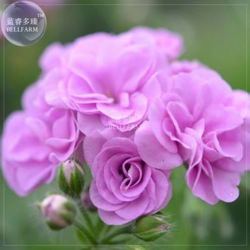 BELLFARM Geranium Fully Light Purple Chinese Rose-typed Compact Bonsai Flowers, 10 seeds /pack, big blooms in garden