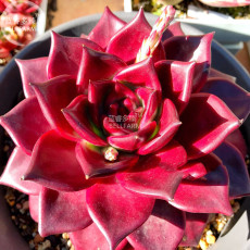 BELLFARM Echeveria agavoides Romeo Rubin Succulent Plant Seeds, professional pack, 100% right varieties bonsai heirloom seeds