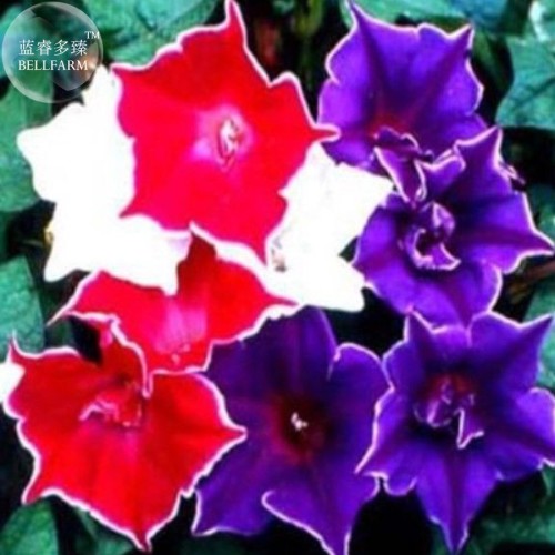 Mixed Kikyo-zaki Morning Glory, professional pack, 50 Seeds, red purple white pink blue Ipomoea Nil TS297T