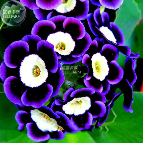 BELLFARM Stunning Tricolor Petunia Annual Indoor Bonsai Flower Seeds, 200 Seeds, Rare Blooming Flowers E3306