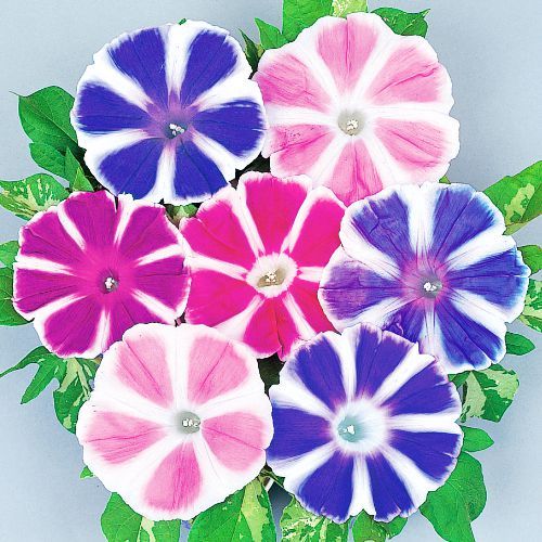 Morning Glory Mixed Colorful Petals with White Stripe Flower Seeds