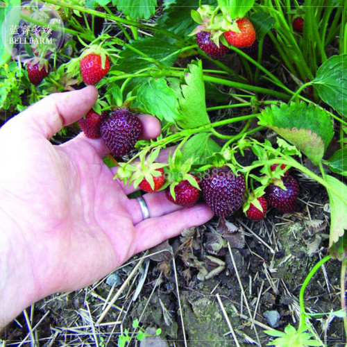 Heirloom Purple Wonder Strawberry Seeds, 100 seeds, professional pack, Non-gmo extra sweet berries TS374T