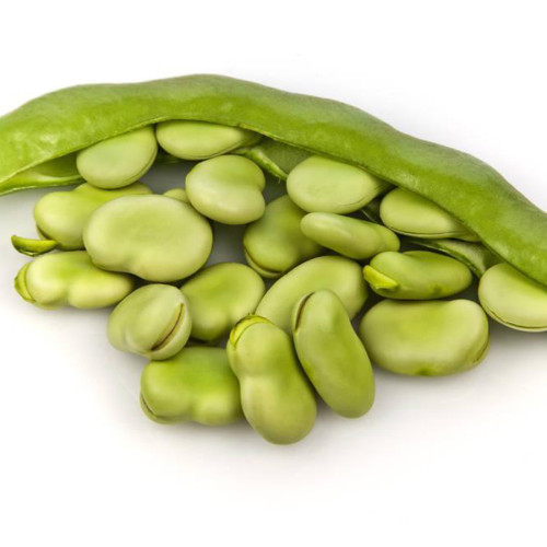 Green White Giant Broad Bean Seeds, 100 Seeds Vicia faba Vegetables Organic