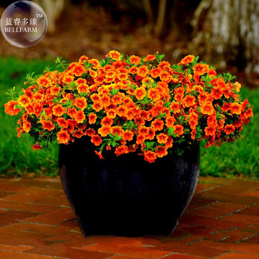 Download US$ 1 - BELLFARM Petunia Vigorous Free-flowering Annual ...