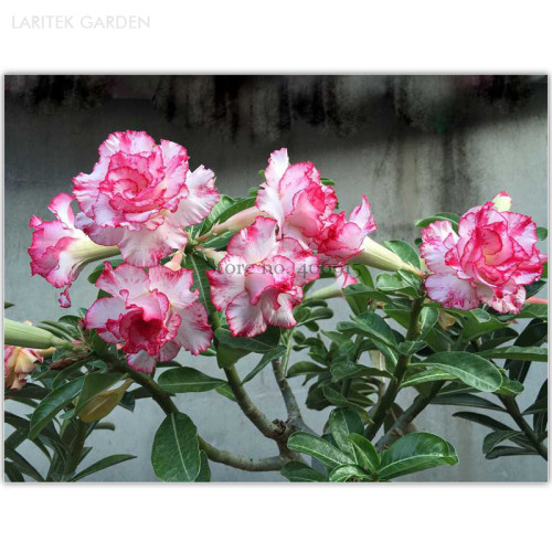 Small 'Carnation' Typed Adenium Obesum Desert Rose Seeds, Professional Pack, 2 Seeds, double petals white pink petals E3551