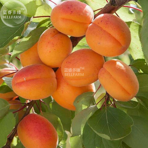 BELLFARM Apricot Self-fertile Sweet Tasty Orange Fruit Seeds, 20 seeds, professional pack, organic home garden fruits