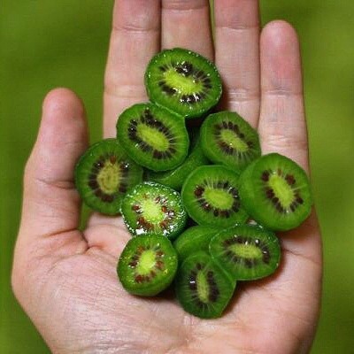 Rare New Variety Mini Kiwi Fruit Organic Seeds, Professional Pack, 50 Seeds / Pack, Tasty Sweet Delicious Indoor Bonsai #NF679