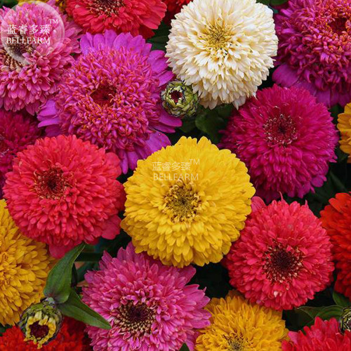 BELLFARM Zinnia Candy Mixed Seeds, 50 seeds, professional pack, scabiosa-type flowers long blooming cut flowers