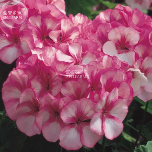 BELLFARM Geranium Vibrant Pink & White Bicolor Blooms Flower Seeds, 10 seeds, big blooms home garden flowers