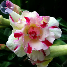 BELLFARM Four-color Double Adenium Desert Rose, 2 Seeds, light yellow outer petals with red thick stripe with pink centre petals