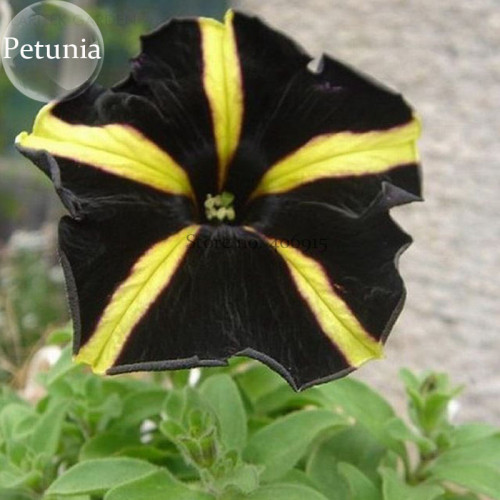 Black Yellow Playmates Petunia Annual Flowers, 100 seeds, rare heirloom petunia bonsai E3820