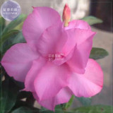 BELLFARM Adenium Purely Pink Double Petals Flower Seeds, 2 seeds, professional pack, 3-layer big blooms home bonsai