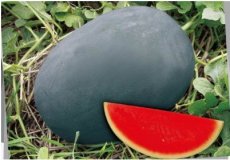 Heirloom Gray Skin Big Long Red Sweet Seedless Watermelon Organic Seed, Professional Pack, 50 Seeds / Pack, 100% True Seed E3003