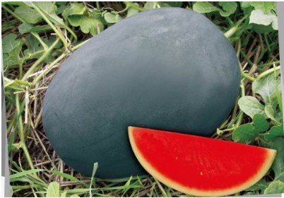 Heirloom Gray Skin Big Long Red Sweet Seedless Watermelon Organic Seed, Professional Pack, 50 Seeds / Pack, 100% True Seed E3003