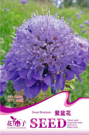 Purple Scabiosa Flower Seeds, Original Pack, 20 Seeds / Pack, Pincushion Flower #A200