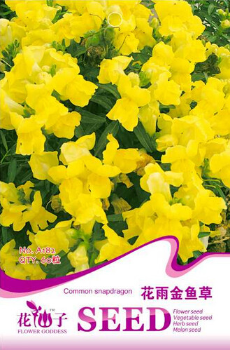 Yellow Garden Snapdragon Seeds, 1 Original Pack, 60 Seeds / Pack, Antirrhinum Majus Flowers #A182