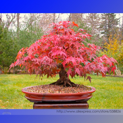 Office Decor Japanese Red Maple Hybrid Bonsai Seeds, Professional Pack, 20 Seeds / Pack, Grow Your Own Tree #NF926