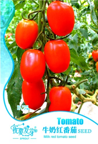 Heirloom Milky Bright Red Oval Little Dwarf Tomato Seeds, Original Pack, 25 Seeds / Pack, Tasty Sweet Juicy #TS014