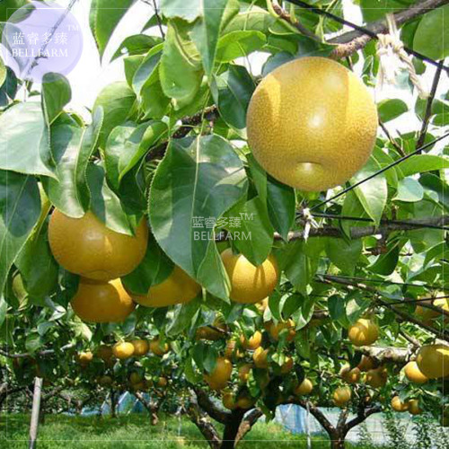 BELLFARM Pyrus Pyrifolia Asian Chinese Pear Tree Seeds, 5 seeds, professional pack, sweet giant yellow skin white inside juicy