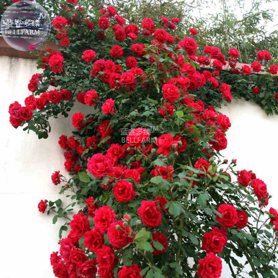 BELLFARMRoseDarkRedClimbingFlowerSeeds,50Seeds,densegardenplantflowersflowerdiameter15cmBD123H