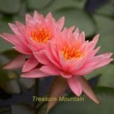 1 Professional Pack, 1 seeds / pack, Justin Pink Water Lily Nymphaea Flower Seed #NF330