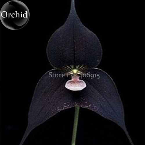 Rare Black Monkey Face Orchid Perennial Plants, 100 Seeds, long flowering fragrant attract the butterfly E3647