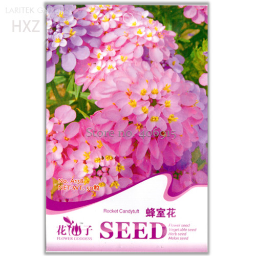 Candytuft Seeds Fragrant Iberis Amara Room Flower Bee Seeds, 50 seeds, bonsai balcony  flower seeds ornamental flowers A138