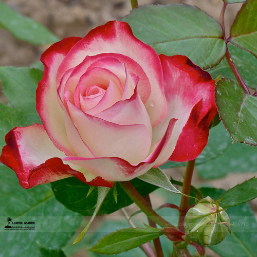 BELLFARM New Fichier Rose Hybrid and Bud Flower Bonsai, 50pcs/pack, light fragrant heirloom flowers #A00214