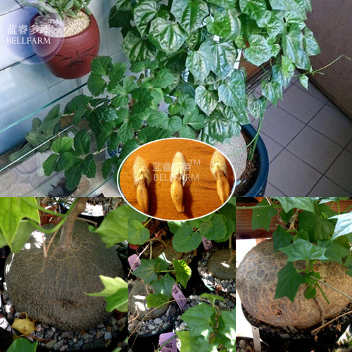 BELLFARM Gerrardanthus Macrorrhizus Perennial Bonsai Plant Seeds, 2 seeds, professional pack, perfect bonsai succulent plants
